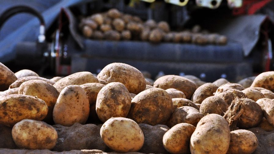Potato Expo 2024 Gears up To Be a Record-Breaker - Vimarsana News