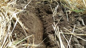 Too much rye build up will plow soil and expose seeds and fertilizer.