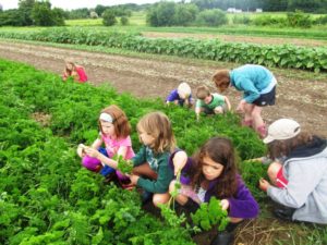 Along with playing outdoors, kids learn farming at Farm Camp, cultivating future growers.
