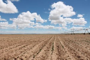 Navajo Agricultural Products Industry (NAPI) is located in Farmington, NM, on 155,000 acres. More than 70,000 acres are developed for growing, and between 40,000 and 60,000 acres are in production.