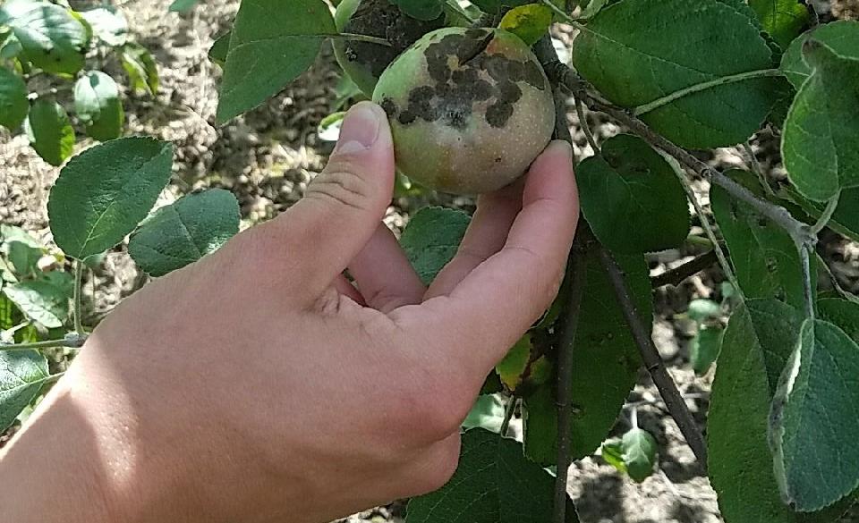 Epa Reviews Captan Fungicide For Specialty Crops Growing Produce