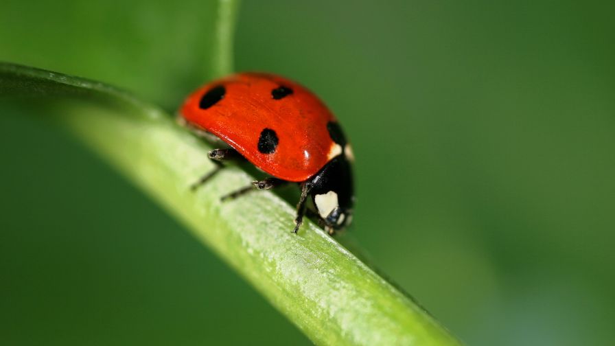 Possibly The Best Biological Pest Management Resource You Don't Know About - Vimarsana News