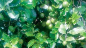 More Florida Citrus Producers Pondering the Lemon Pledge