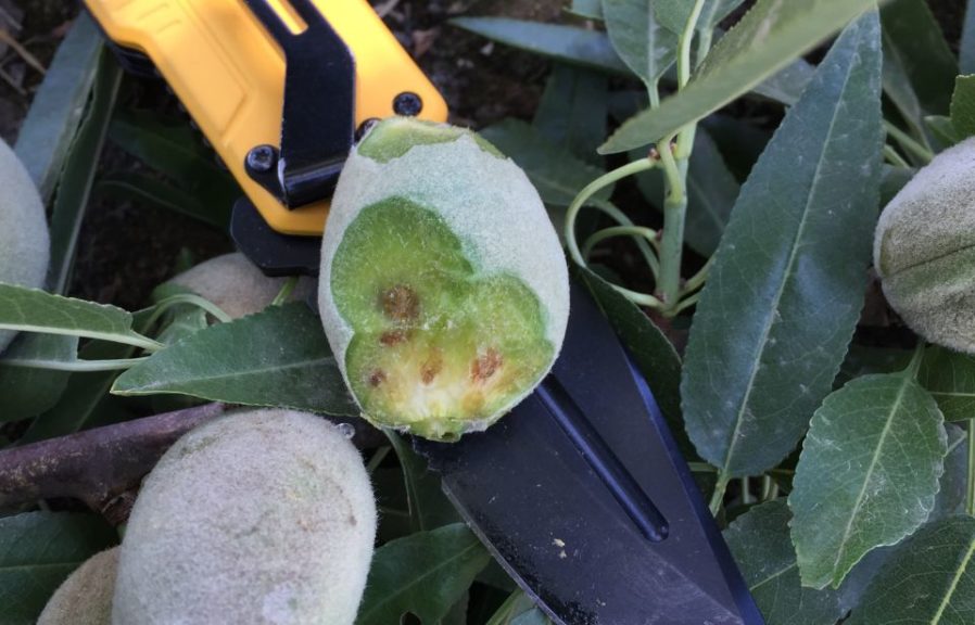 Stink Bug Threatens High-Dollar Crops in California - Growing Produce
