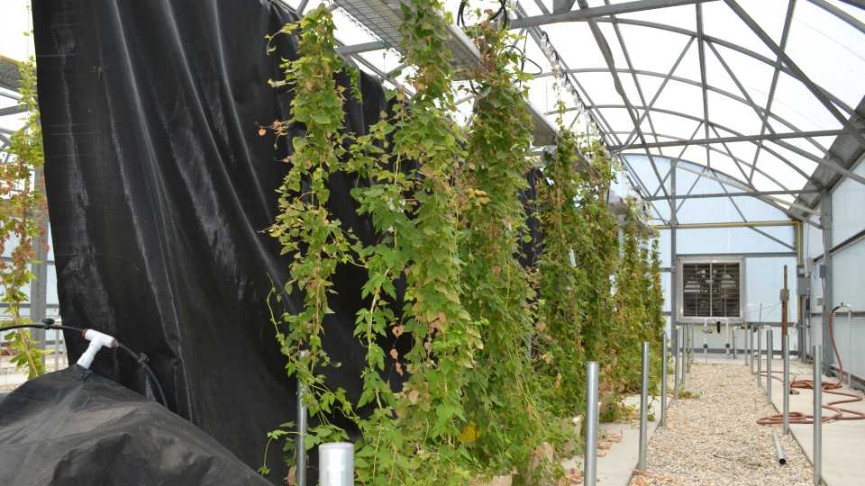 Greenhouse-Grown Hops? Florida Scientists Brewing up New Potential