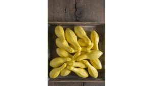 Tempest Summer Squash from Johnnys Selected Seeds
