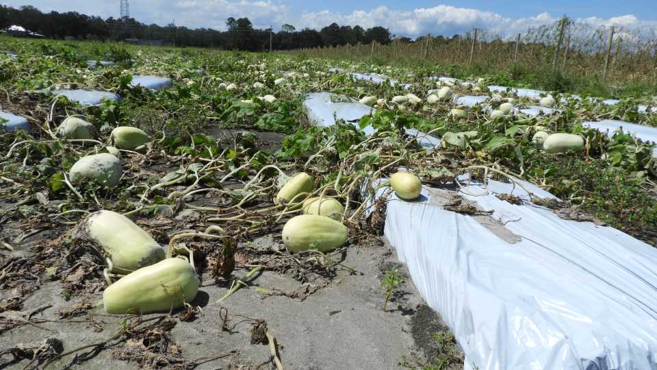 Help Extended To Hurricane Weary Farmers Dealing With Disaster Growing Produce