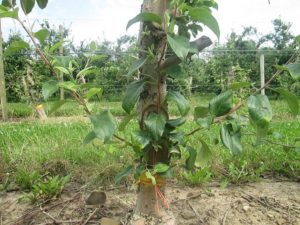 New-leaders-on-grafted-tree