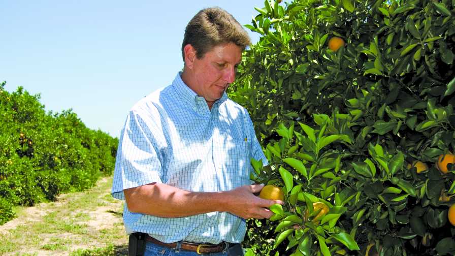 Jim Snively of Southern Gardens Citrus checks oranges in a grove