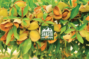 Shasta Self-Fertile Almond cv. BA2