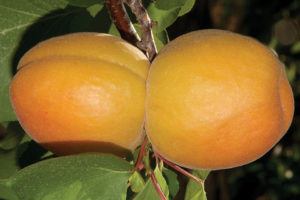 Kylese-Cot Aprium Interspecific Apricot