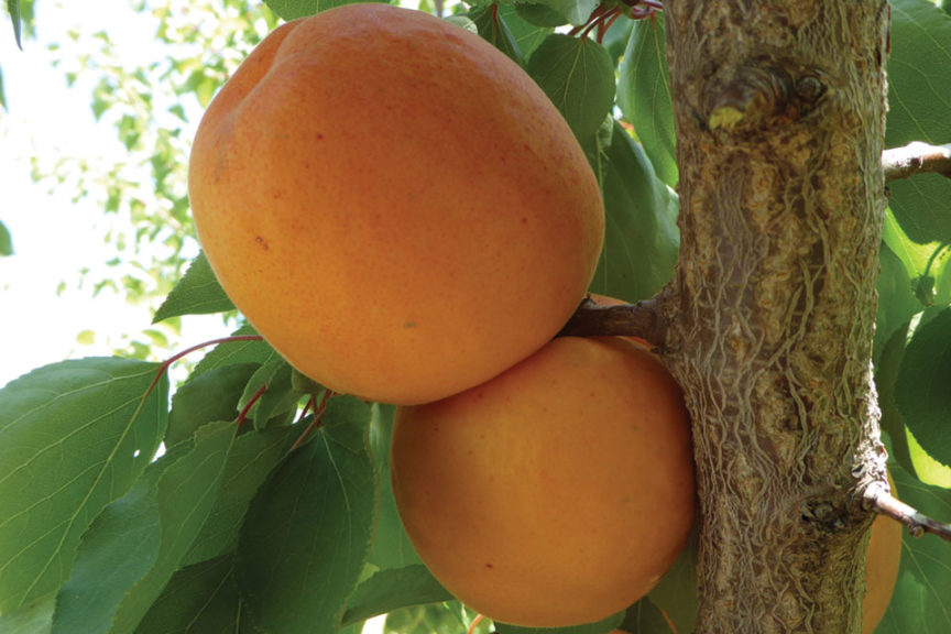 Trinidad Interspecific Apricot