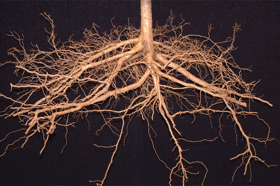 Hybrid Rootstocks, Early Cherries Among Fowler Nurseries, Inc ...