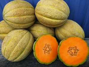 Cantaloupe: Afterglow [Rupp Seeds]