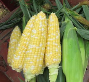 Sweet Corn: Seminole Sweet XR [Siegers Seed Co.]
