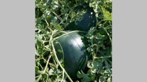 Watermelon: Eclipse [Sakata Seed America]