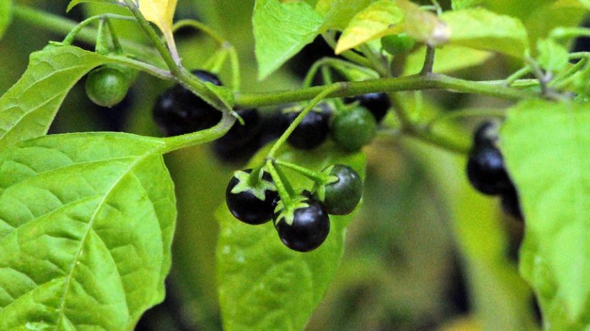 Field Scouting Guide: Eastern Black Nightshade - Growing Produce