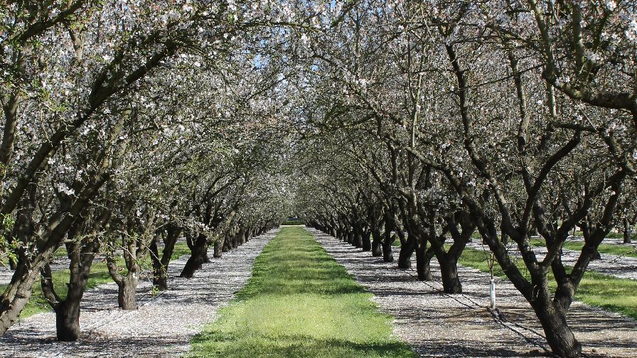 Almond Growers Tap into High Tech for Optimal Water Efficiency