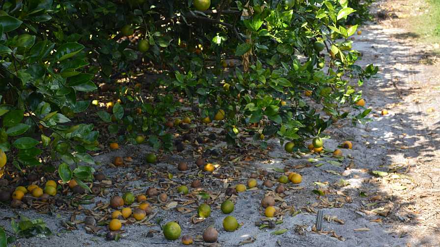 أشجار الليمون تسقط ثمارًا جديدة