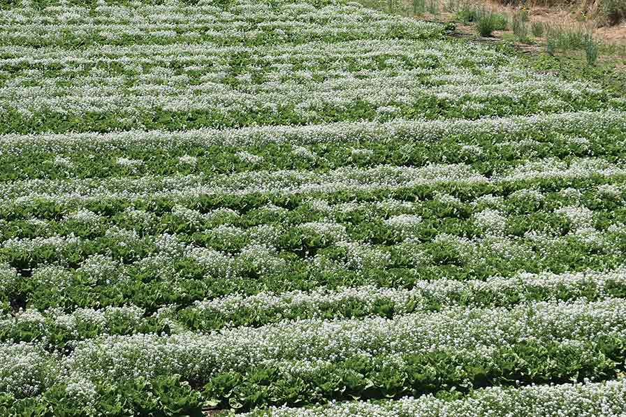 Want To Lessen Pests in Your Farm Fields? Intercropping Might Be the Answer - Vimarsana News