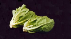 1. Lettuce