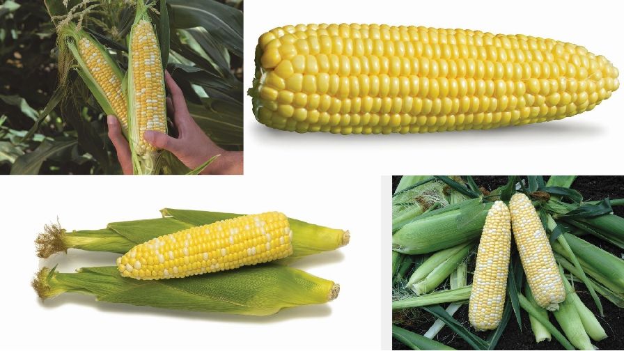 List Of Sweetcorn Varieties The Best 11 Varieties Of Sweet Corn To List Of Sweetcorn Varieties The Best 11 Varieties Of Sweet Corn To