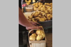 Packing potatoes for market