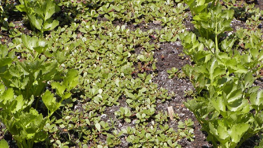 Everything about Where Can I Buy Purslane Seeds