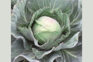 Acclaim-F1-Cabbage-from-Takii