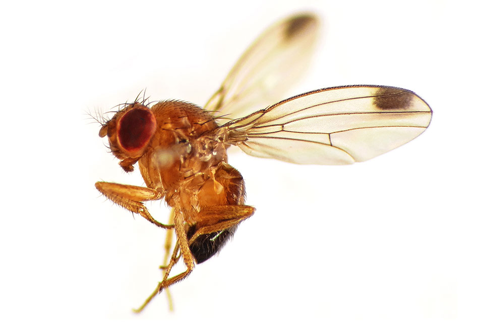 Spotted Wing Drosophila Surge Has Florida Blueberry Growers On Watch