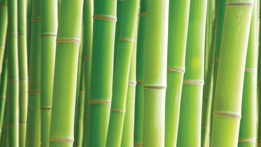 Bamboo in Florida