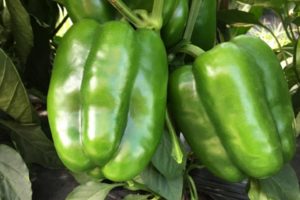 Green Flash from United Genetics and Clifton Seed Company