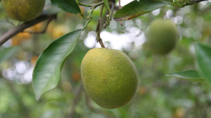 Citrus tree and fruit showing symptoms of greening