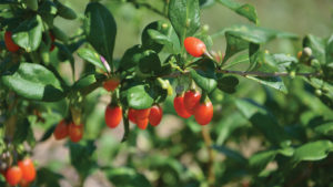 DYK? Dried Goji Berries May Prevent Age-Related Vision Loss