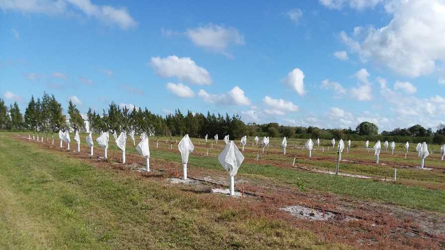 Mesh Covers Now Protecting 1 Million Citrus Trees in Florida