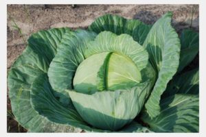 White Cabbage-Amager yield Empire-also in cool climate 100 Seeds 
