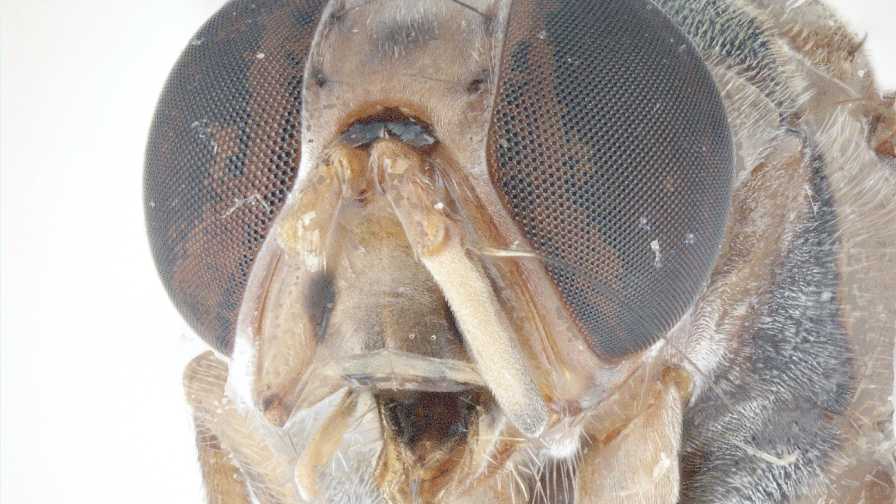 Big Plans To Help Mitigate Fruit Fly Scourge in California - Vimarsana News
