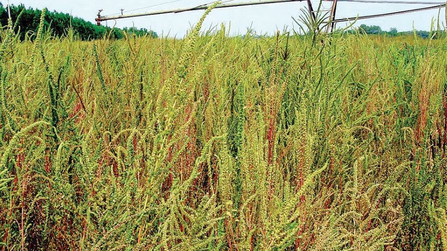Field Scouting Guide: Palmer Amaranth - Growing Produce