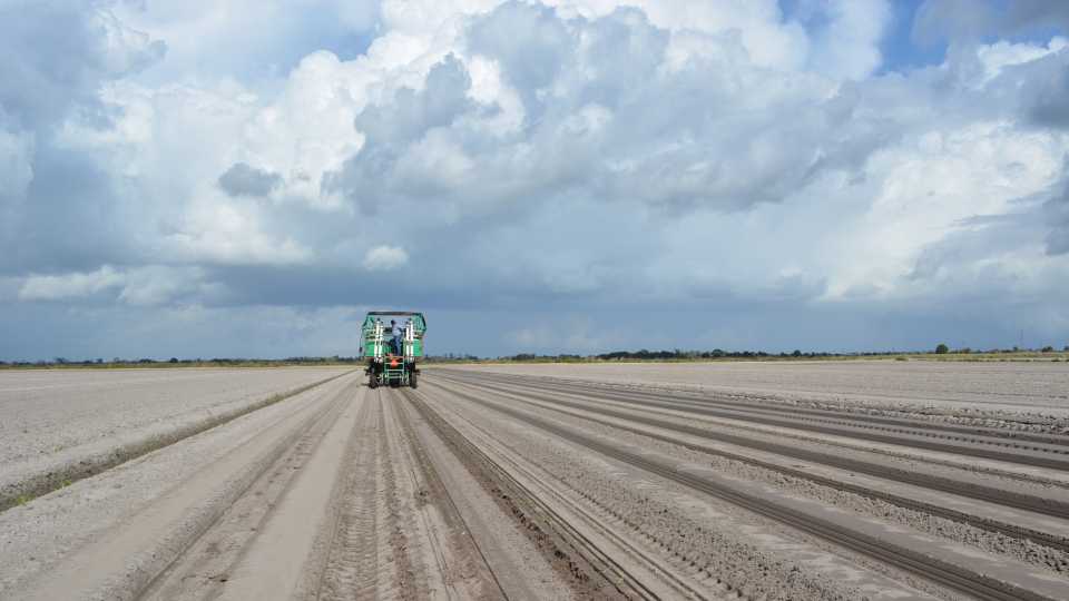 The COVID-19 Impact on Vegetable Plantings in 2020 - Vimarsana News