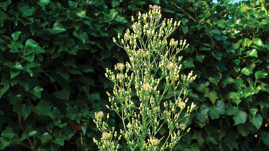 Field Scouting Guide: Horseweed
