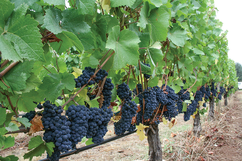Are You Throwing Money on Your Vineyard Floor? - Growing Produce
