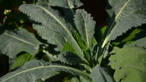 3. Kale and Collard/Mustard Greens (Dirty)