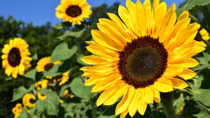 Spotlight on Sunflower Seeds