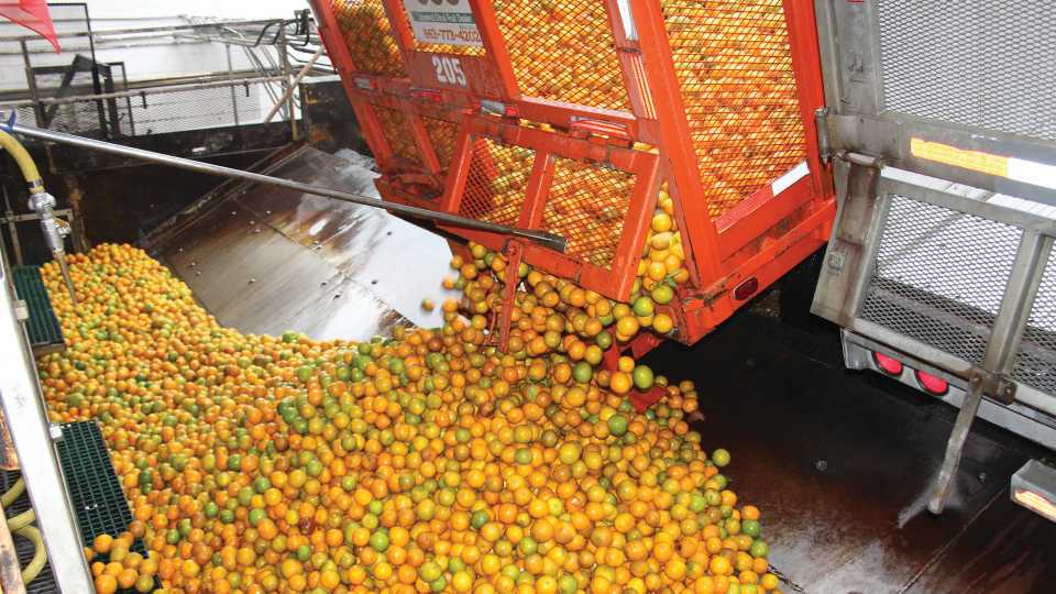 Processed Florida oranges getting unloaded