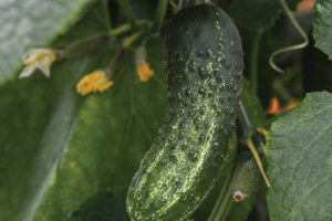 Gherking from PanAmerican Seed