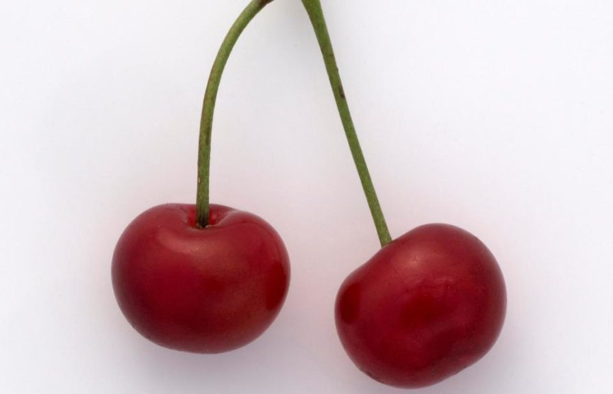 'Belle Manifique' cherry