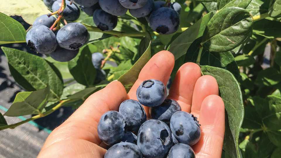 March: For New Blueberry Varieties, It’s Out With the Old and In With the Vigor