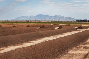 Compost windrows at a Duncan Family Farms Arizona ranch.
