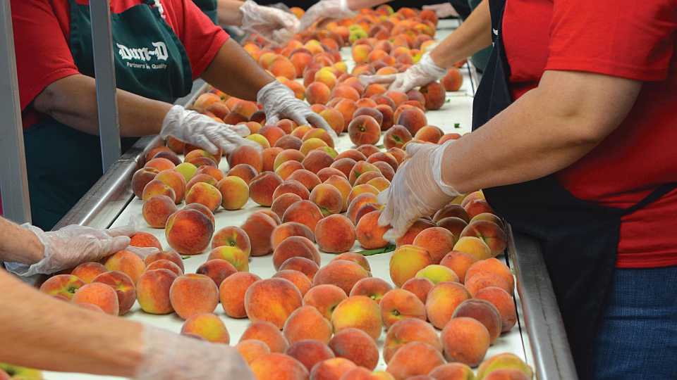 Florida peach packing line