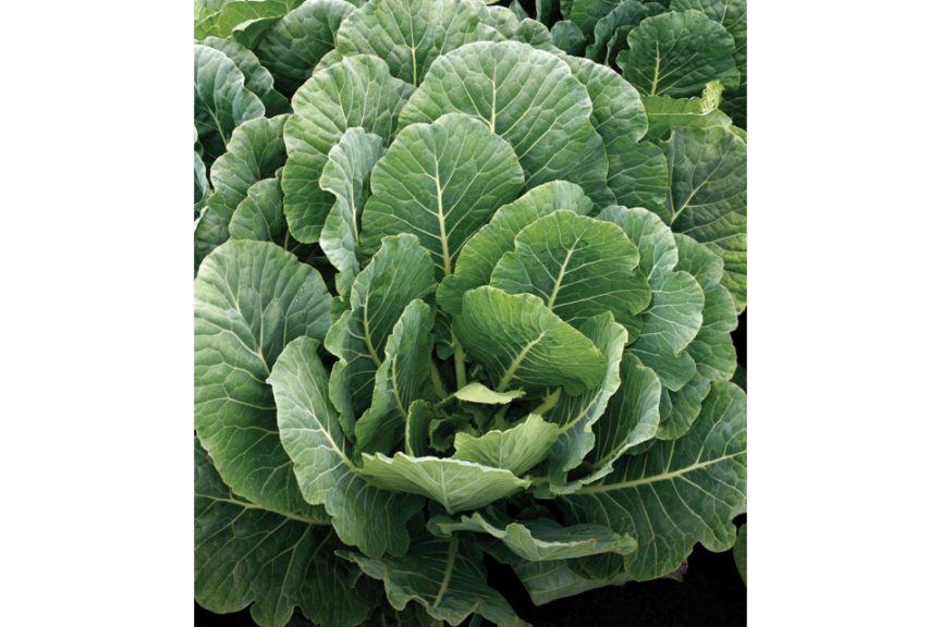 Top Bunch Collard from Sakata Seed America and Stokes Seed